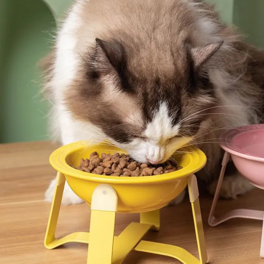 🐾 Plato Cerámica S Elevada Para Mascota Gato Perro Pequeño
